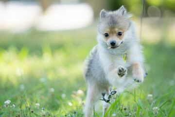 芝のある公園で走り回る仔犬のポメラニアン