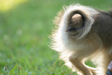 仔犬のポメラニアンのしっぽ