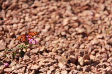 butterfly - CÉU, SKY, GOOD - Giane Pereira