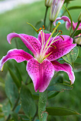 pink lily flower