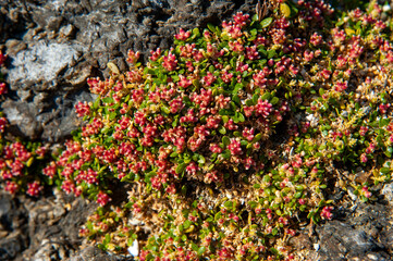 サンゴの浜海水浴場の隆起サンゴ礁に咲いているイソフシギ