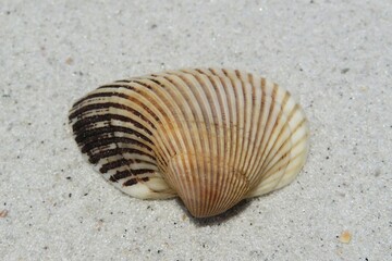 Seashell on sand background in Atlantic coast of North Florida, closeup 