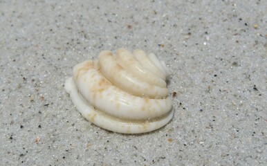 Beautiful figured seashell on sand background in Atlantic coast of North Florida
