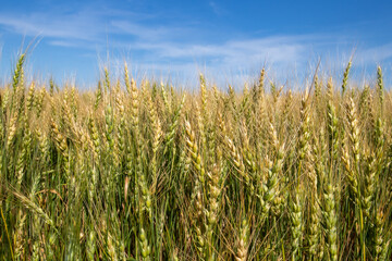 Wheat
