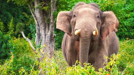 Fototapeta premium Tusker inside forest mudumalai masinagudi Tamil Nadu India