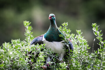 Kererū, Native wood pigeon, New Zealand