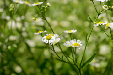 Small white flowers with a yellow center in the grass