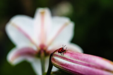 insects on lilies