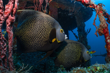 octopus on coral reef underwater