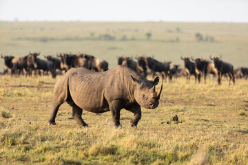 Black rhino with big horn walking through a wildebeest herd in Masai Mara Kenya