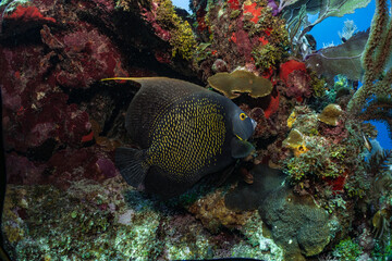 Naklejka na ściany i meble French angelfish on coral reef underwater