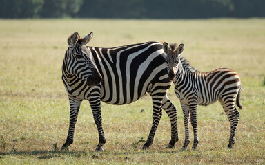 Fototapeta na wymiar Mother and baby zebra standing in Masai Mara plains in Kenya