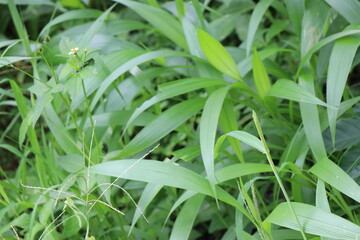 Wild plant with long leaves on a green background