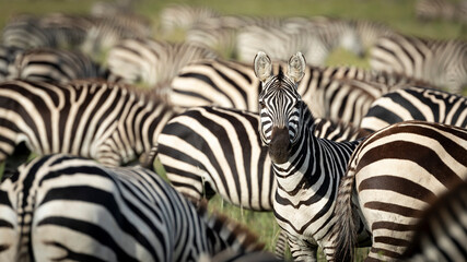 Zebra herd with one looking straight at camera in Serengeti National Park Tanzania
