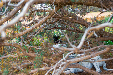 Felino, animal, paisaje, verde,  naturaleza, fauna 
