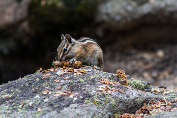 chipmunk on rock