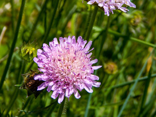 purple thistle flower