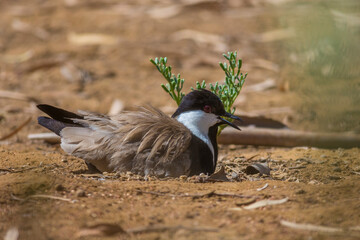 Spur-winged lapwing