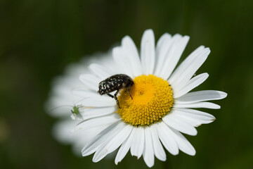 Obraz premium A closeup shot of an insect on a daisy under the sunlight