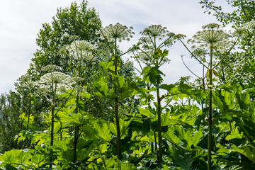 Large dangerous plant - Sosnowsky hogweed, Heracléum sosnówsky