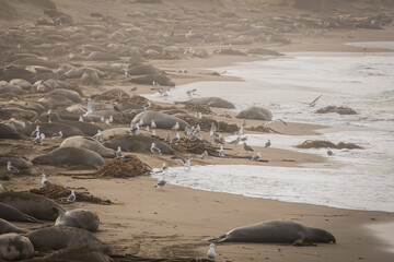 Elephant Seals Among Seagulls on the Beach in San Simeon