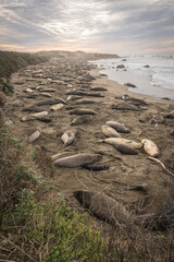 Elephant Seals Sleeping on the Beach in San Simeon