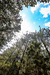 Canopy of tall pine trees