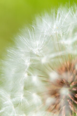 Closeup of an Angelic Dandelion Seedhead