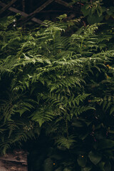 fern in forest. Dark background