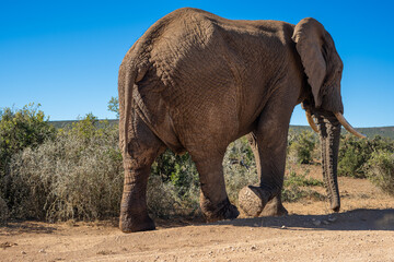 Close up of huge elephant bull walking in bush