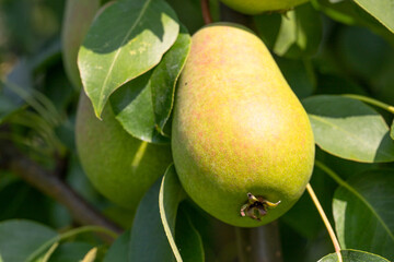 ripe pear fruit on a branch with green leaves, August
