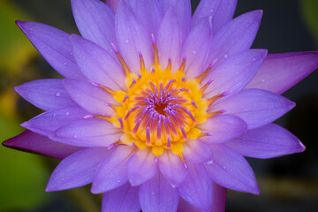 Obraz premium Beautiful waterlily or lotus flower in pond