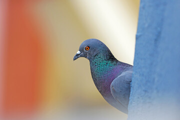 Beautiful pigeon in the park