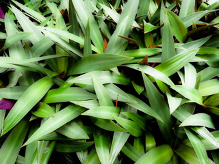 Obraz premium close up of green leaves