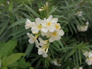 Obraz na płótnie Canvas white narcissus flower and nerium oleander white flower
