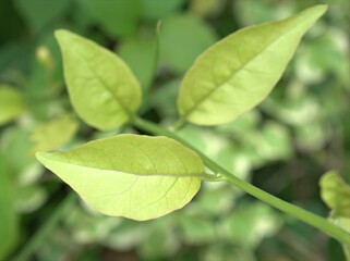 Closeup green leaf of plants in garden with blurred background ,macro image ,nature leaves for card design , soft focus	