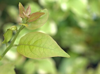 Closeup green leaf of plants in garden with blurred background ,macro image ,nature leaves for card design , soft focus	