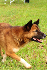Thai dog on grass