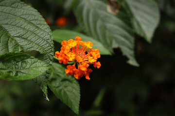 red and yellow flowers