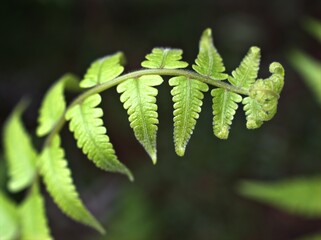 Closeup green leaf of fern plant in garden with blurred background ,macro image ,nature leaves, soft focus	