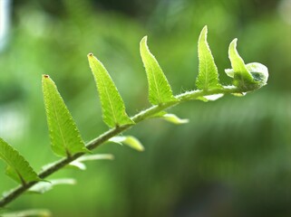 Closeup green leaf of fern plant in garden with blurred background ,macro image ,nature leaves, soft focus	