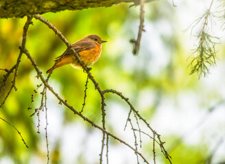 Black redstart female on a tree branch with bright green background