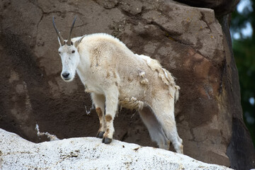 Rocky mountain goat standing on a rock