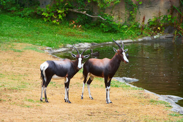 Naklejka na ściany i meble Two Bontebok walk around their exhibit area at the zoo