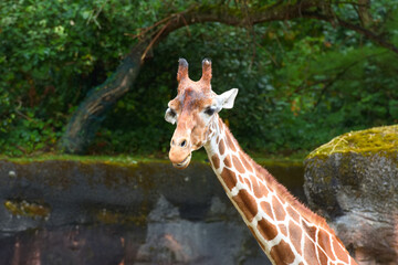 A giraffe looks across its exhibit at the zoo