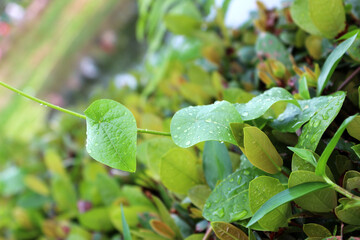 green leaves in the garden. Modern green combo. water drop, rainy season gree 