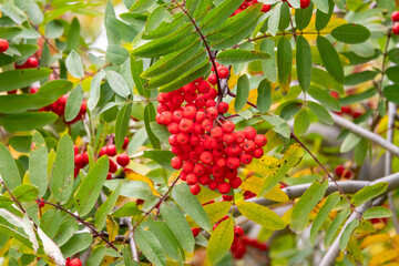 Autumn bright red rowan berries with leaves