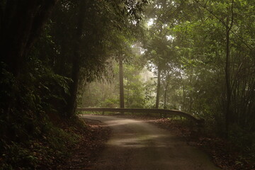 Fototapeta premium road in the forest