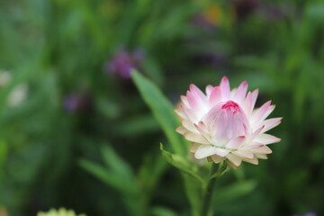 pink flower in the garden