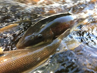 Close-up of fish swimming in shallow stream